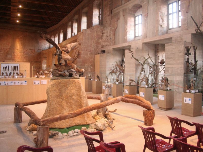 tl_files/02 Bayern/07 Bildberichte/Krumme Schnaebel-Scharfe Krallen/Blick in die Ausstellung.jpg